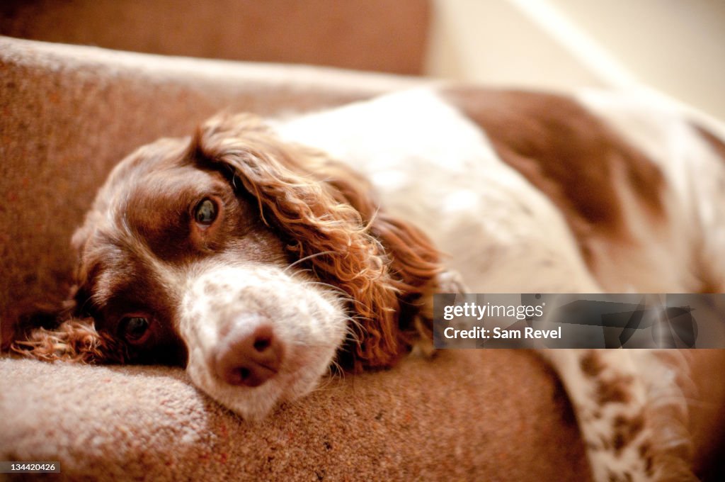 English springer spaniel