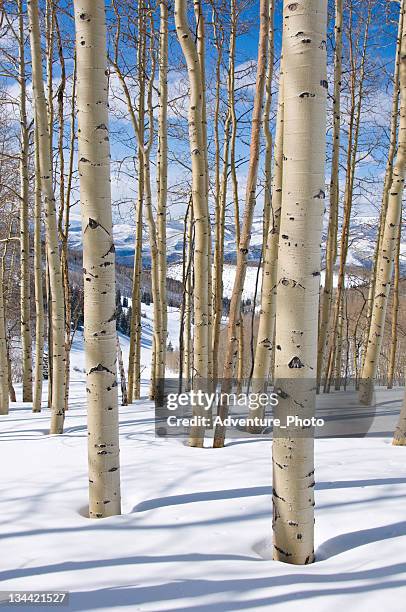 colorado aspen trees in winter - beaver creek colorado stock pictures, royalty-free photos & images