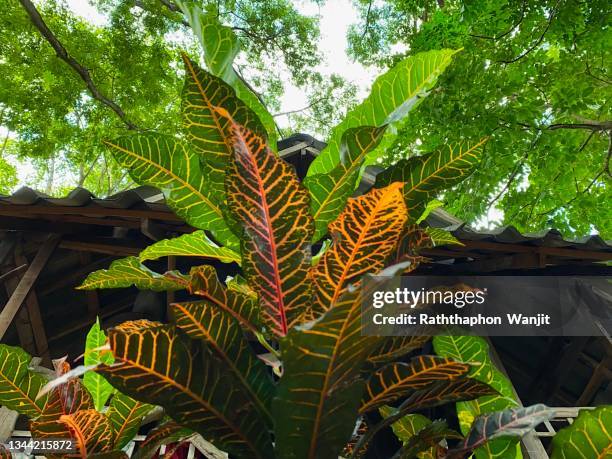 close up the beauty of croton leaves on the rainy season. - ornamental plant stock pictures, royalty-free photos & images