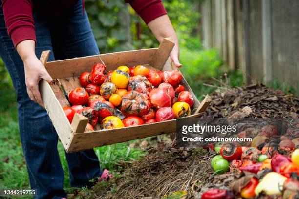 woman emptying food waste onto garden compost heap - lawn fertilizer stock pictures, royalty-free photos & images