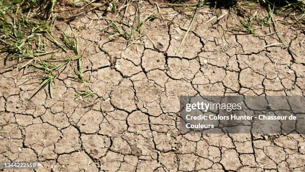 dry and cracked earth with herbs in france - dürre stock-fotos und bilder