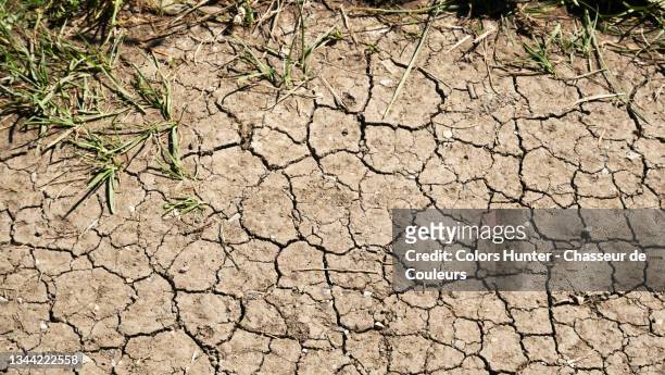 dry and cracked earth with herbs in france - dry stockfoto's en -beelden