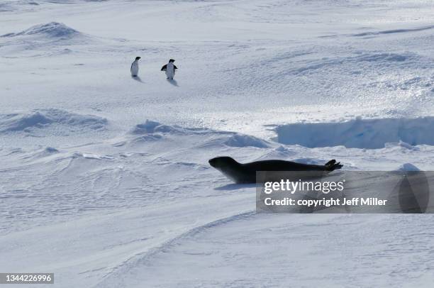 adélie penguins (pygoscelis adeliae) watch a stalking leopard seal (hydrurga leptonyx), southern ocean, antarctica. - stalking animal hunting stockfoto's en -beelden