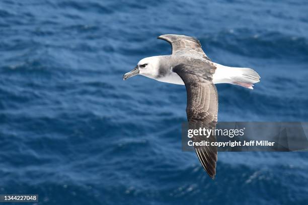 black-browed albatross (thalassarche melanophris) close up, southern ocean, antarctica. - albatross stock pictures, royalty-free photos & images