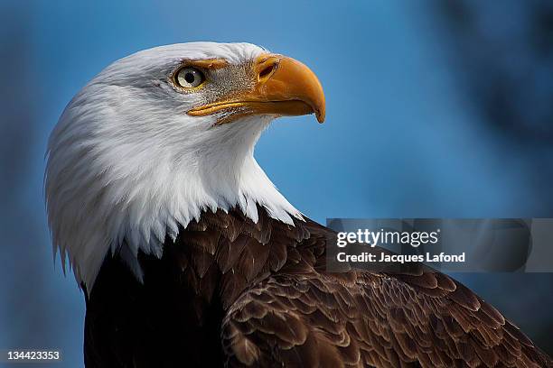 bald eagle - bald eagle stock-fotos und bilder