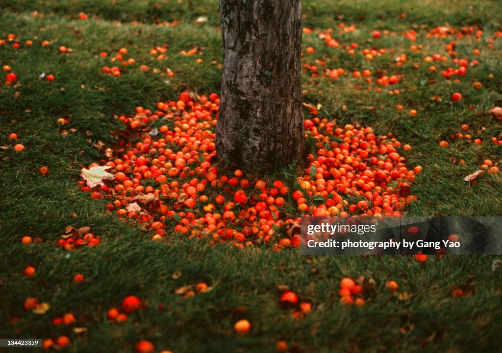 Canadian cherry tree