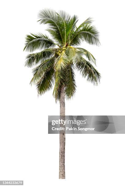 coconut palm tree isolated on white background, clipping path - palm tree stock-fotos und bilder