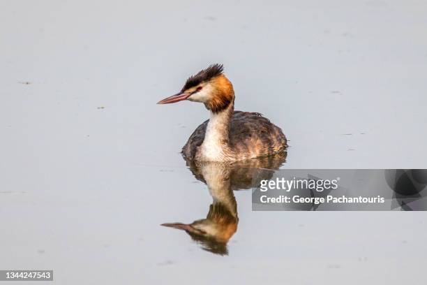 water bird of species great crested grebe reflection on calm water - duck bird stock-fotos und bilder