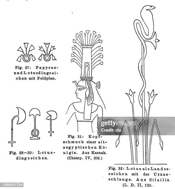ancient egyptian culture: papyrus and lotus - papyrus 幅插畫檔、美工圖案、卡通及圖標
