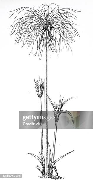 ancient egyptian culture: papyrus tree - papyrus reed stock illustrations