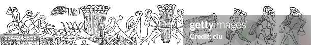 ancient egyptian culture: papyrus harvest - papyrus reed stock illustrations