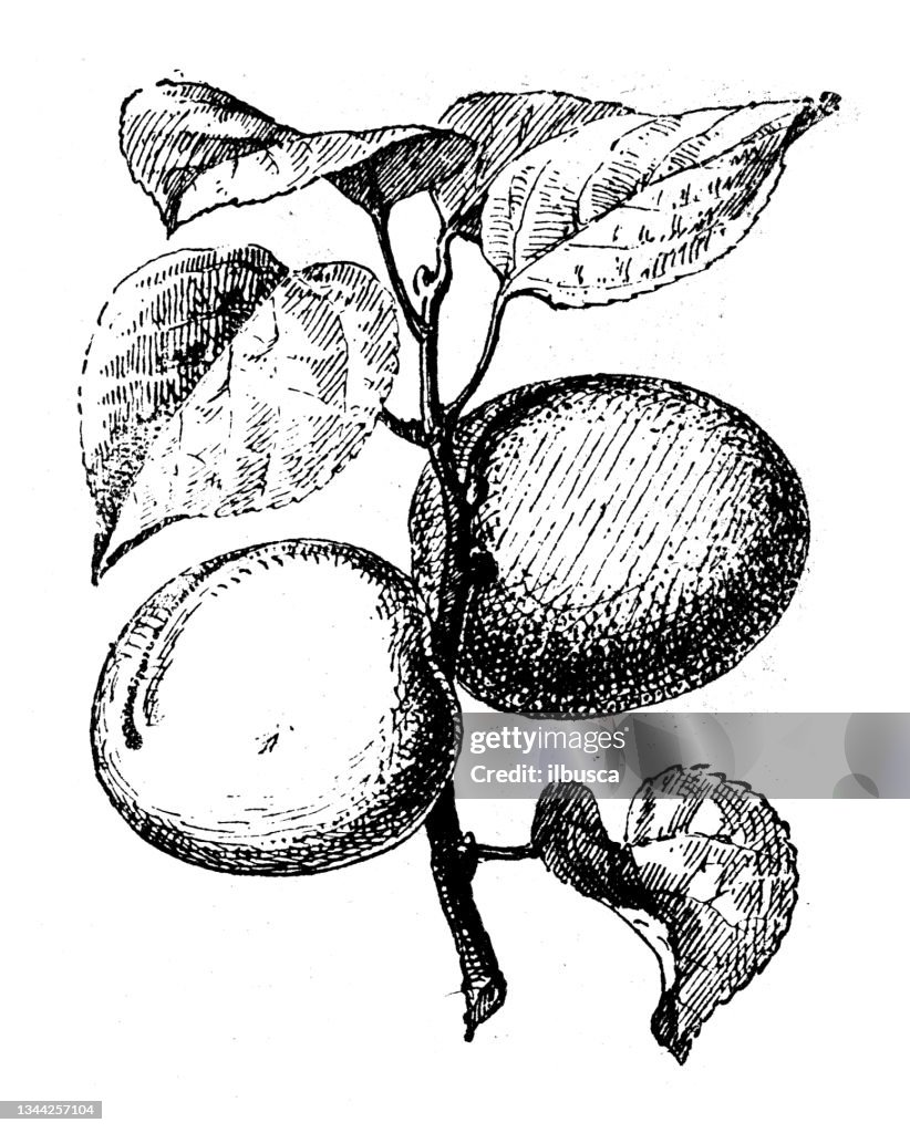 Antique illustration: Apricot