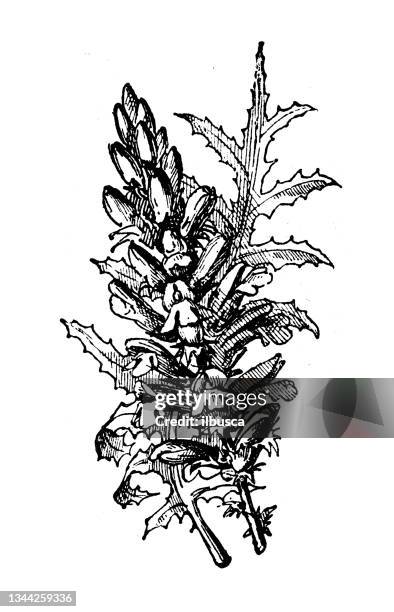 antique illustration: acanthus - acanthus leaf stock illustrations