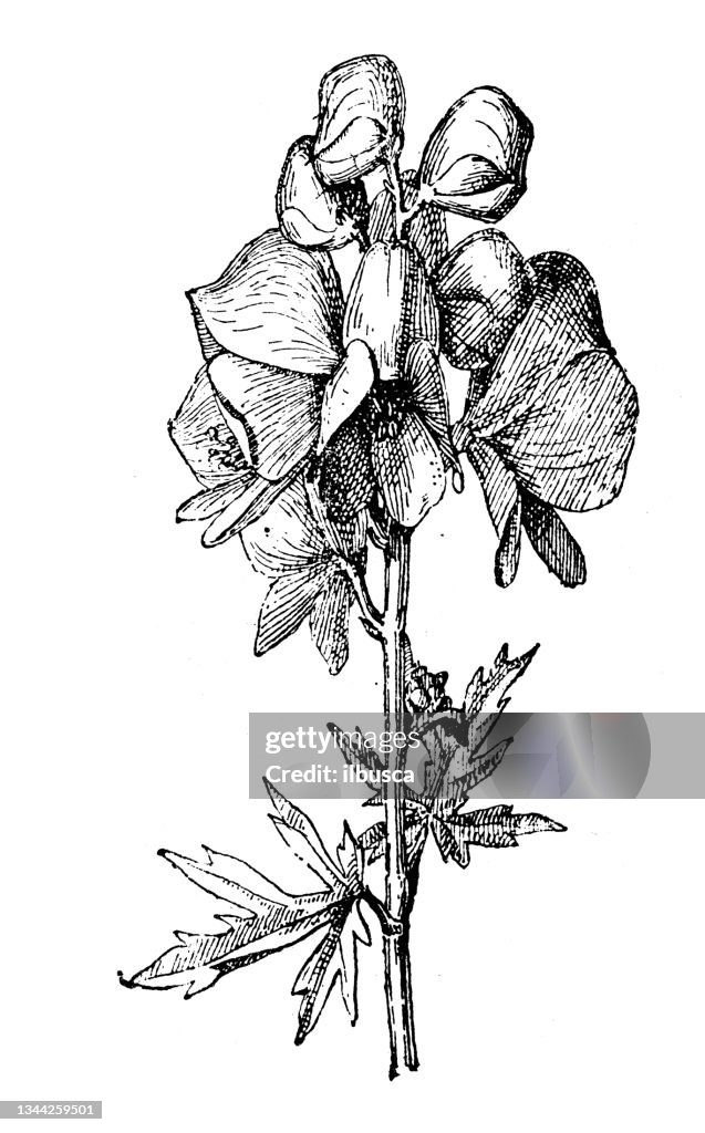 Antique illustration: Aconitum napellus, monk's-hood, aconite or wolfsbane