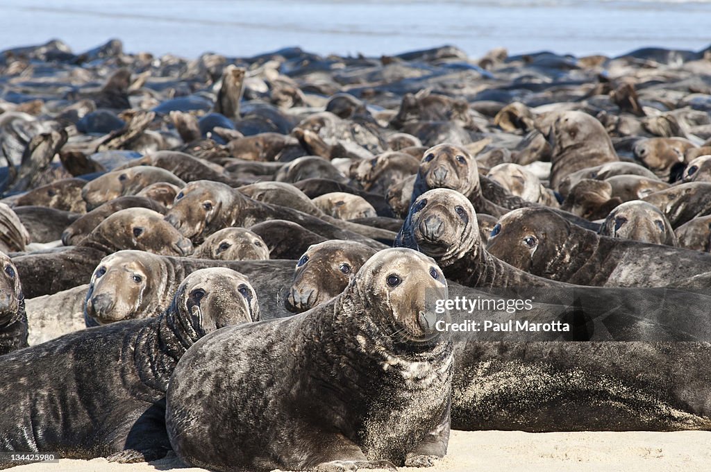 Cape Cod seal herd