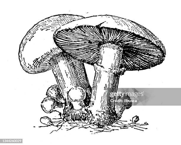 stockillustraties, clipart, cartoons en iconen met antique illustration: agaric - poisonous mushroom