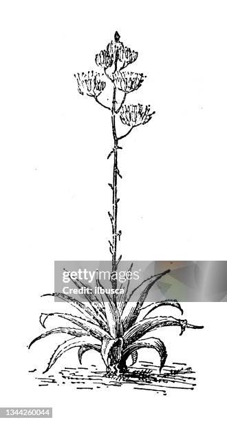 antique illustration: agave - agave plant stock illustrations