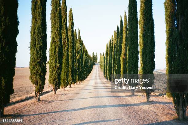 road lined with cypress trees in tuscany - zypresse stock-fotos und bilder