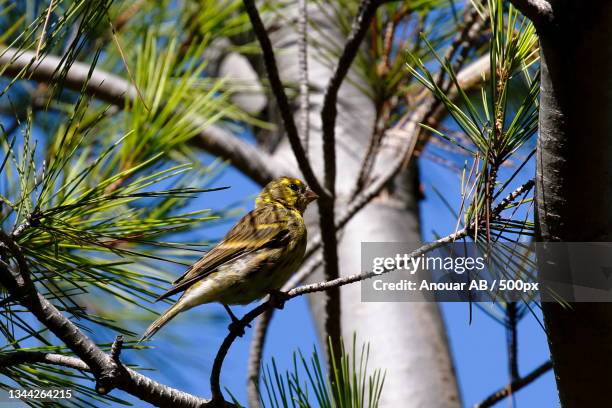 low angle view of songbird perching on tree,ador,valencia,spain - ador valencia stock pictures, royalty-free photos & images