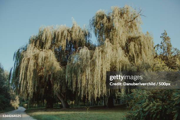 Jip Tree Stari Slankamen Photos and Premium High Res Pictures - Getty Images