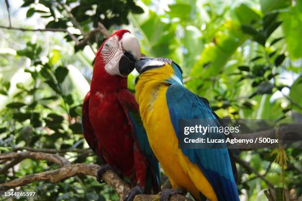 close-up of macaws perching on branch,parque nacional natural tayrona,magdalena,colombia - parque natural stock pictures, royalty-free photos & images