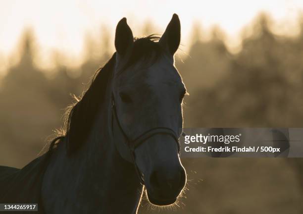 portrait of thoroughbred horse standing against sky - däggdjur - fotografias e filmes do acervo