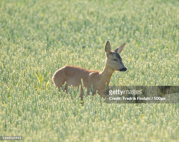 side view of roe deer standing on grassy field - däggdjur - fotografias e filmes do acervo
