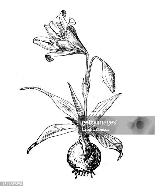 ilustraciones, imágenes clip art, dibujos animados e iconos de stock de ilustración antigua: amaryllis - amaryllis