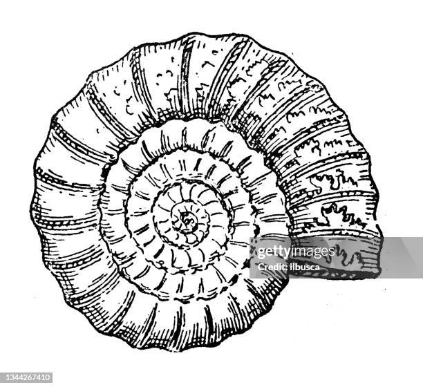 ilustrações, clipart, desenhos animados e ícones de ilustração antiga: ammonite - ammonite