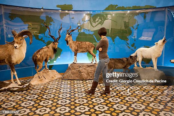 Stuffed animals are displayed during the press preview of the exhibition 'The Art of Taxidermy' at a zoological museum, on December 1, 2011 in Rome,...