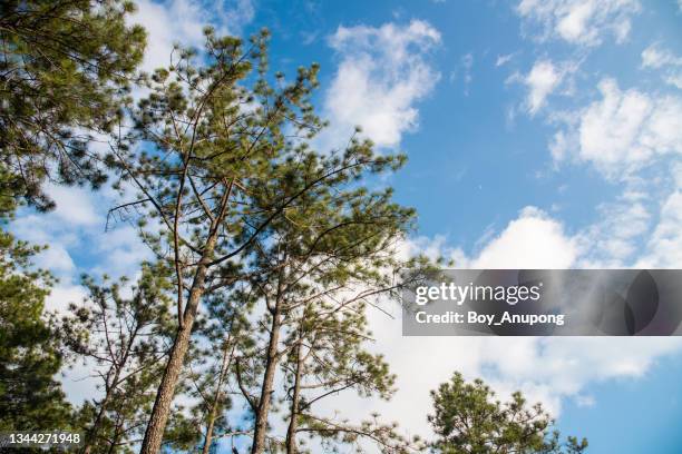 view of pine trees with good weather sky as background. - pine woodland fotografías e imágenes de stock