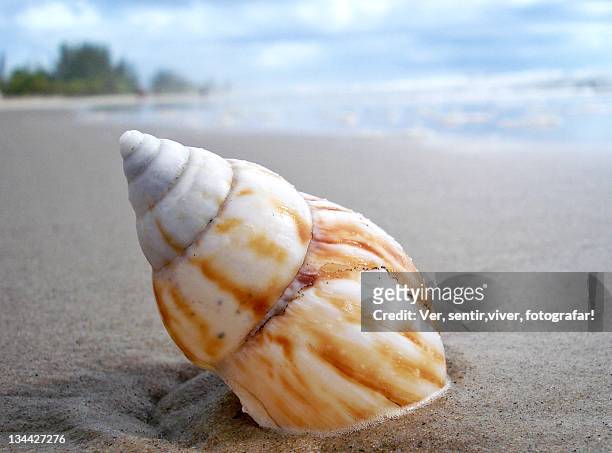 shell on beach - fotografar stock-fotos und bilder