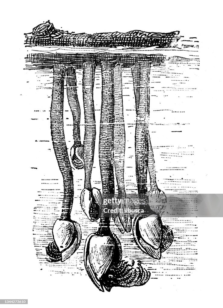 Antique illustration: Remove anatifera