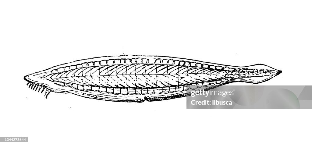 Antique illustration: lancelet, amphioxus