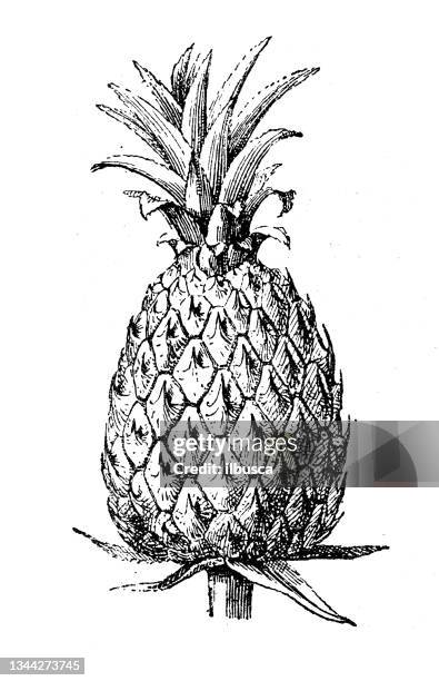 antique illustration: pineapple - pineapple leaf stock illustrations
