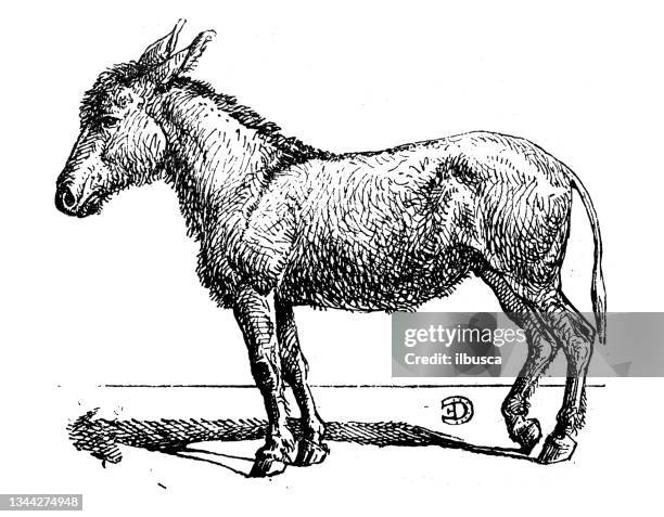 ilustrações, clipart, desenhos animados e ícones de ilustração antiga: burro - burro