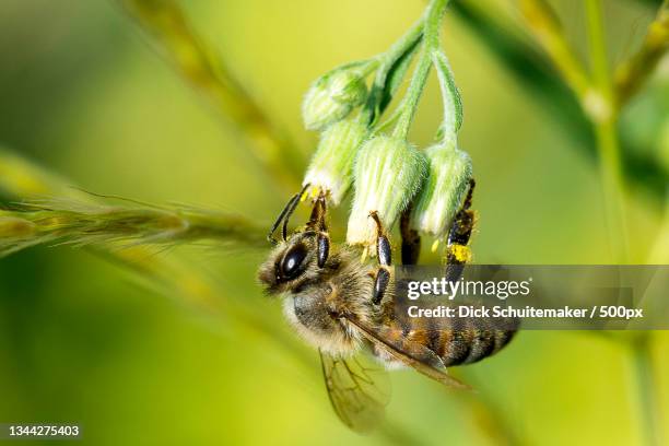 close-up of bee on flower,leiden,netherlands - honey bee and flower stock pictures, royalty-free photos & images