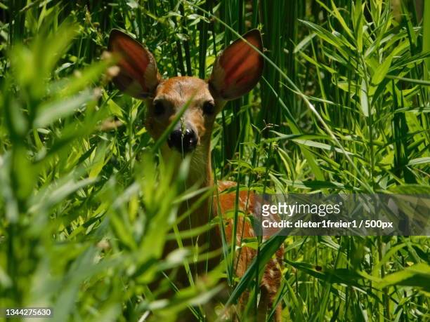 close-up portrait of deer standing amidst plants on field,toronto,ontario,canada - herbivoor stockfoto's en -beelden