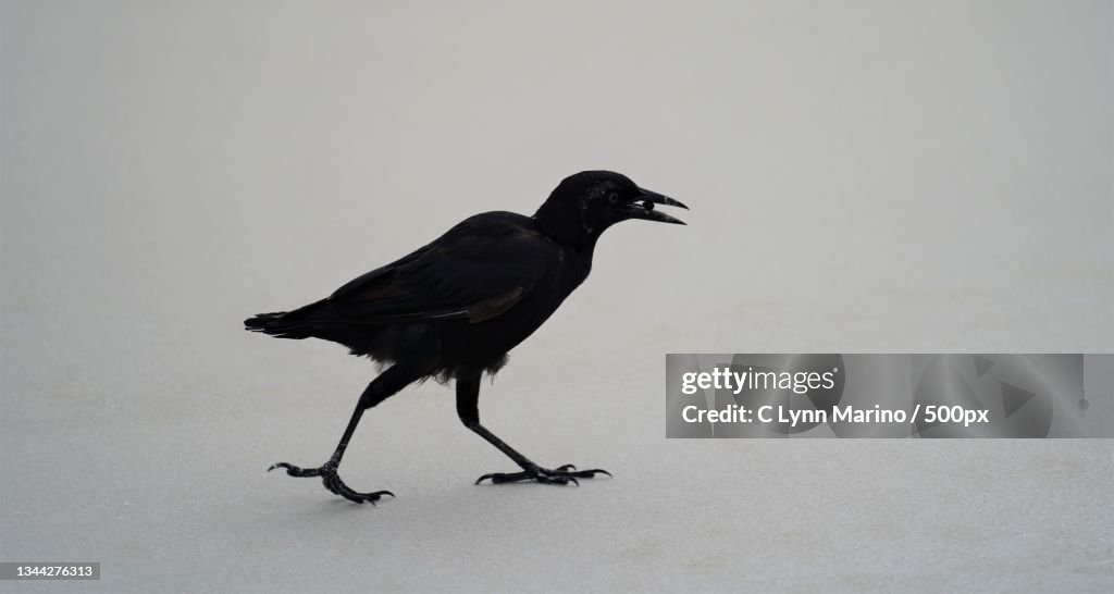 Close-up of raven perching on wall