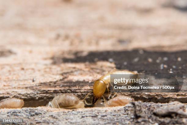 close-up of ant on ground - pest stock pictures, royalty-free photos & images