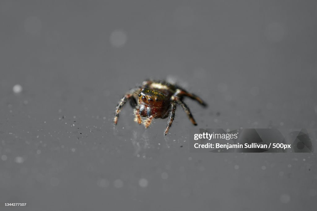 Close-up of spider on surface