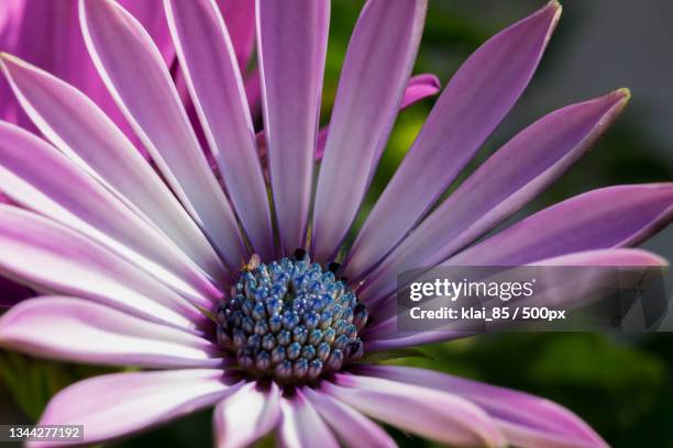 close-up of purple flower,spain - gerbera fotografías e imágenes de stock