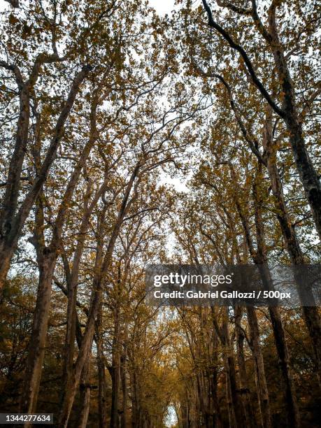 low angle view of trees in forest during autumn,chenonceaux,france - chenonceaux photos et images de collection