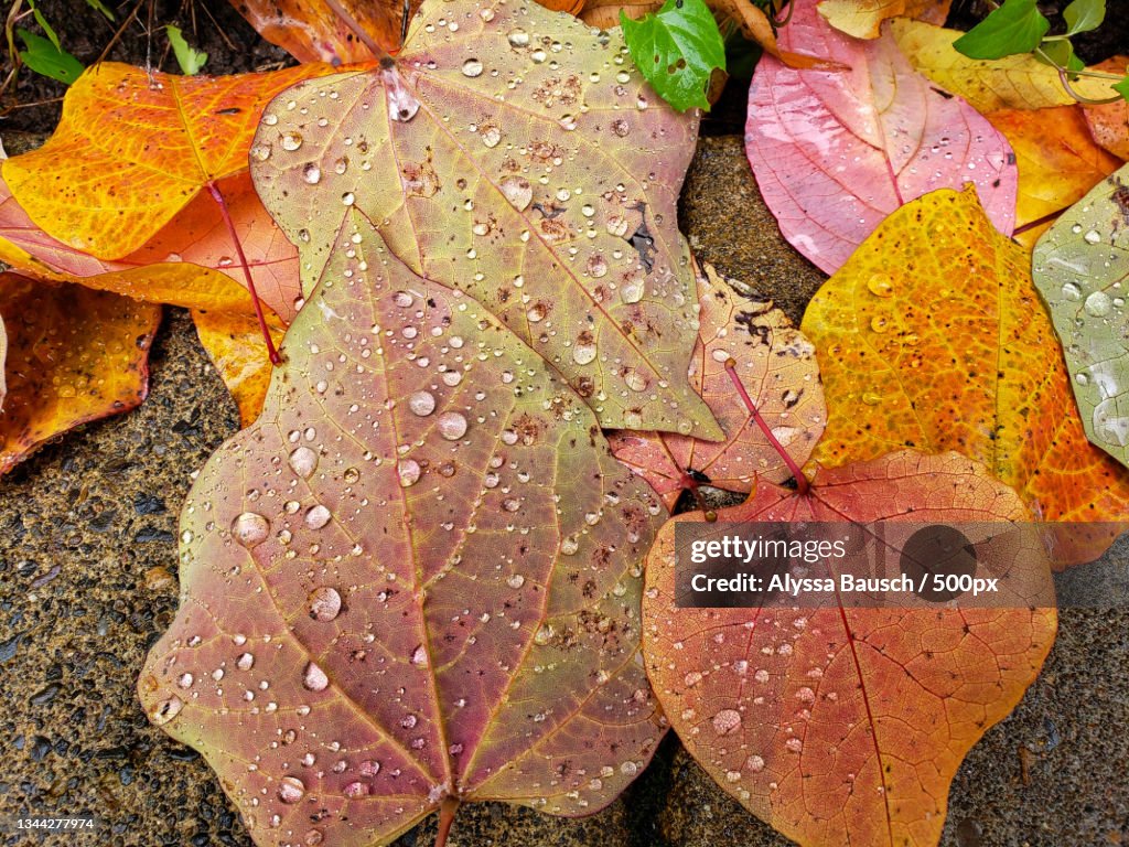 High angle view of wet maple leaves during autumn