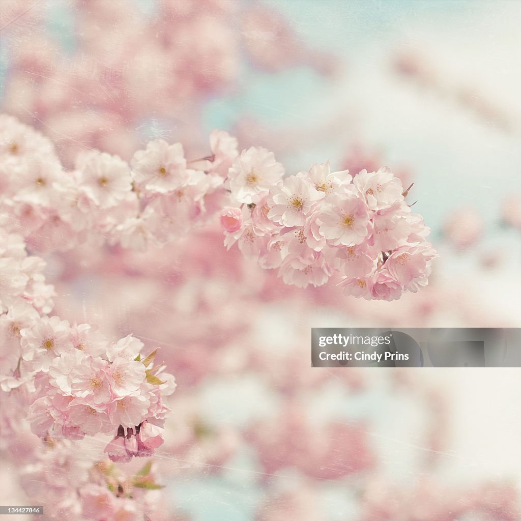 Branches of pink blossoms