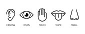 A set of icons of the five human senses: hearing, sight, touch, taste, smell. Simple line icons: ear, eye, hand, mouth with tongue and nose. Vector illustration