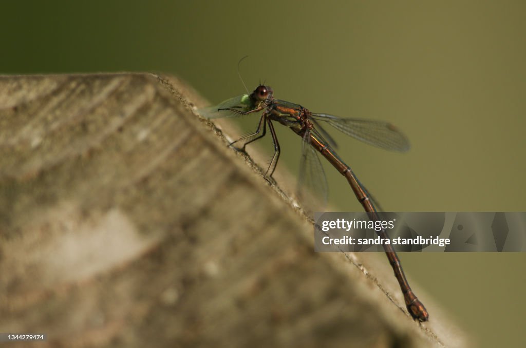 A female Willow Emerald Damselfly, Chalcolestes viridis, perching on a wooden post eating an insect.
