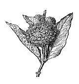 Antique illustration: Asclepias, milkweed
