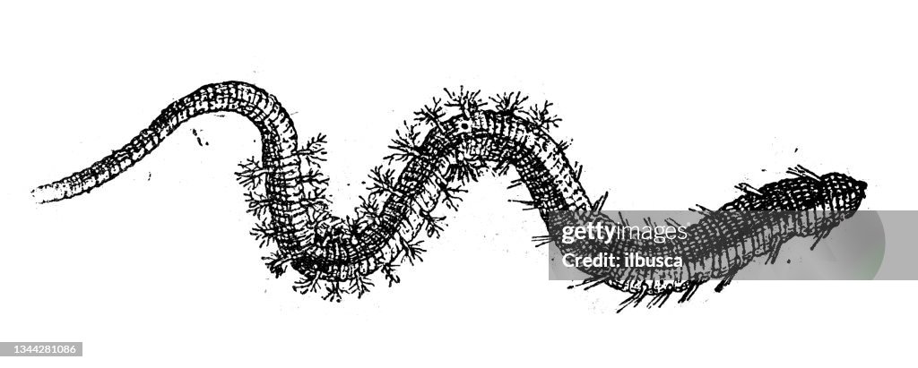 Antique illustration: sandworm