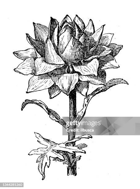 antique illustration: artichoke - artichoke stock illustrations